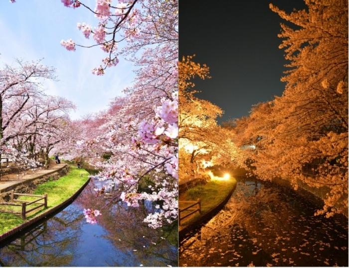 晴天のお昼の桜とライトアップされた夜桜の写真