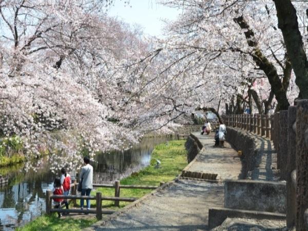 公園内の桜に囲まれた遊歩道の写真