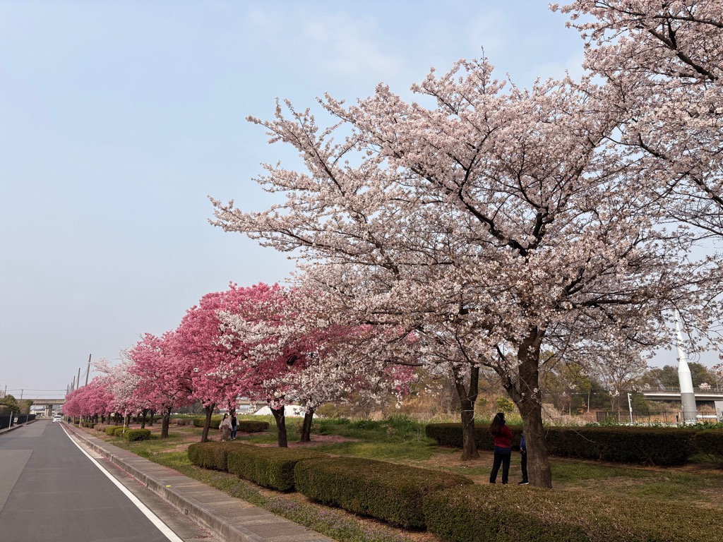 いまい台緑地に咲くソメイヨシノ