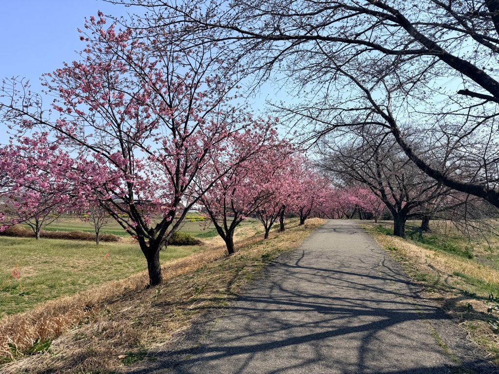 本庄総合公園に咲くヨウコウザクラの写真