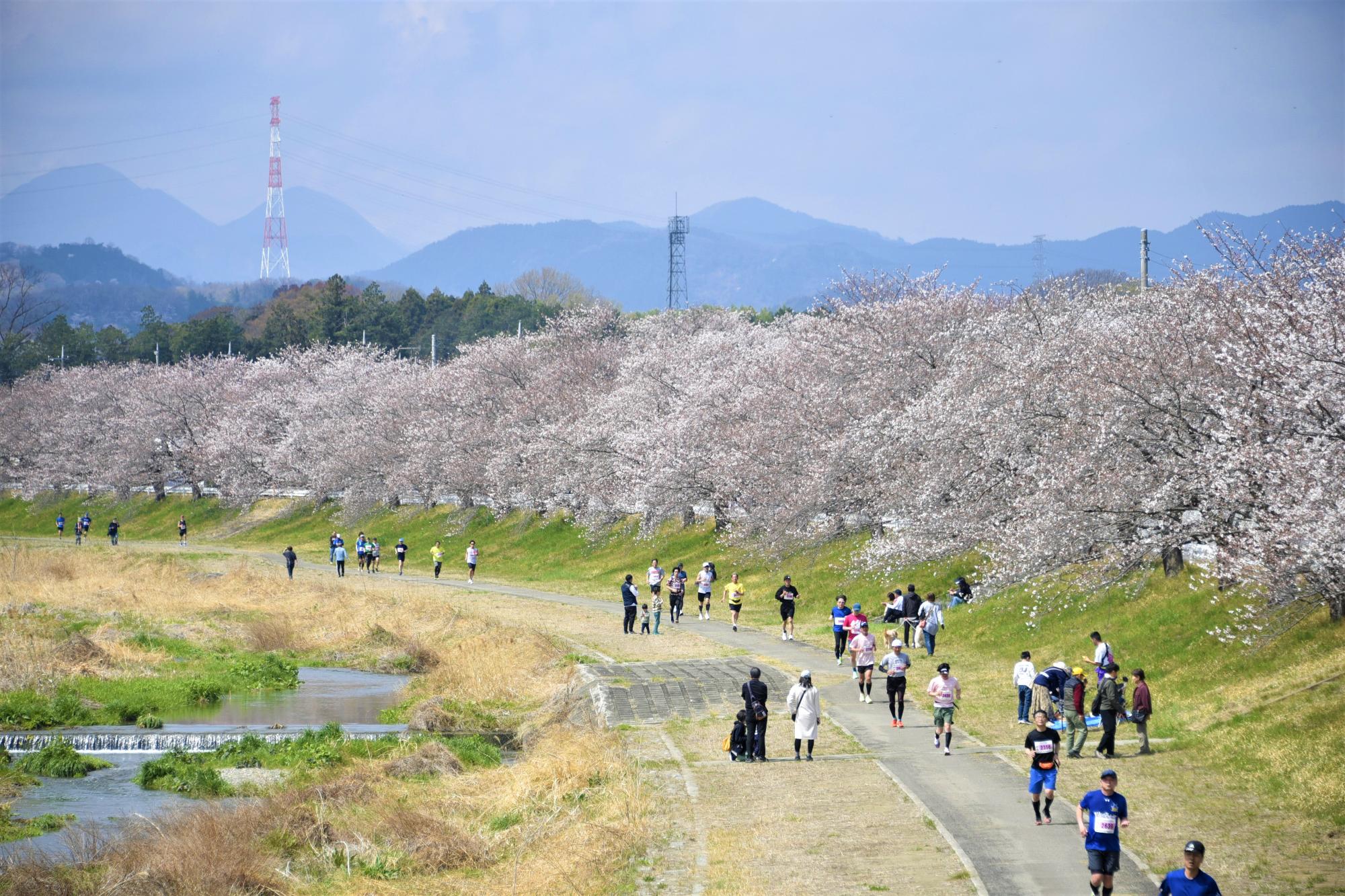 本庄こだま千本桜マラソン大会の様子