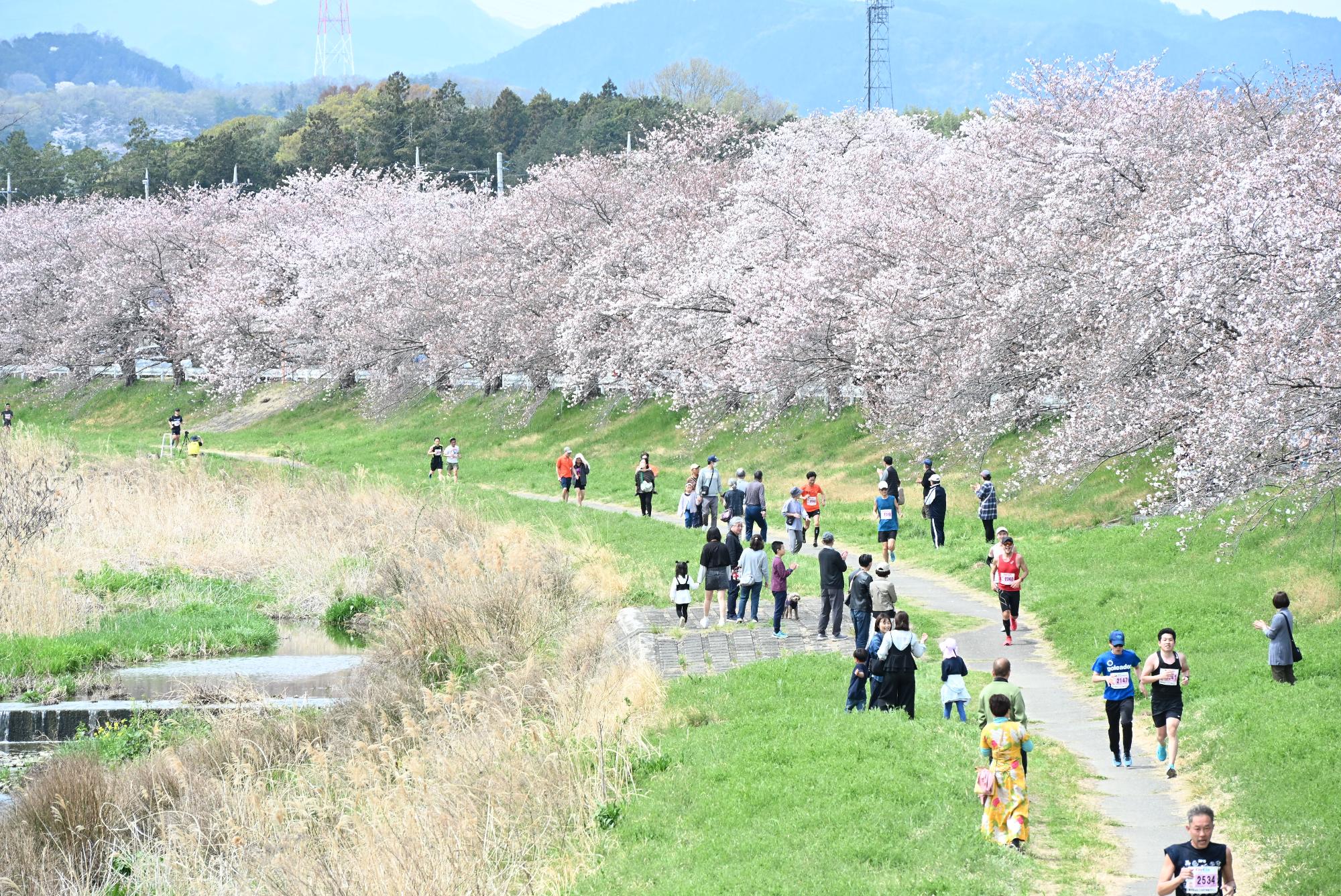千本桜マラソン