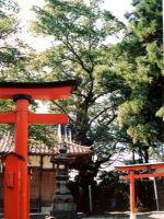 赤い鳥居の奥に見える山王堂日枝神社のケヤキの写真