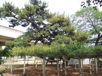 枝が横に大きく広がっている東富田観音塚のマツの写真