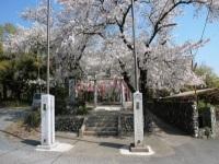 桜が満開に咲いている本庄城跡