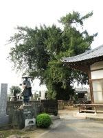墓地の横に植えられている沼和田宝輪寺のカヤの写真