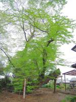 鮮やかな緑色の葉を沢山つけた沼和田飯玉神社のサイカチの写真