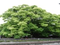 沢山の緑の葉をつけている金鑚神社のクスノキ