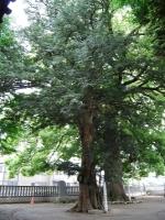 緑の葉を沢山つけた大きな本庄金鑚神社のカヤの写真