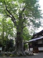 城山稲荷神社のケヤキの木を下から見上げて写している写真