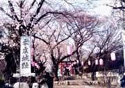 本庄城址に桜の木が満開の花を咲かせている写真