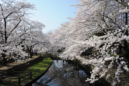 若泉公園の桜