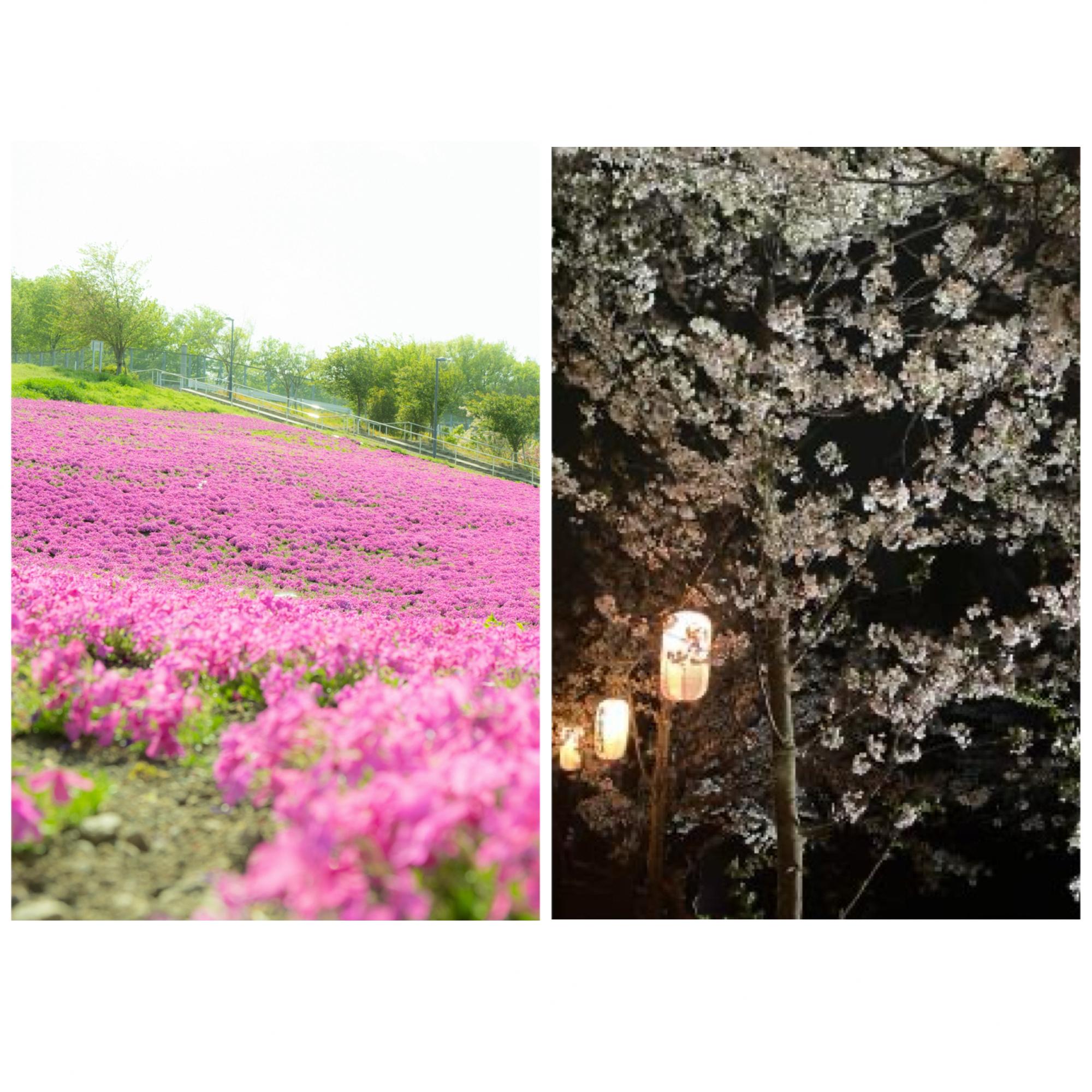 芝桜 ソメイヨシノ