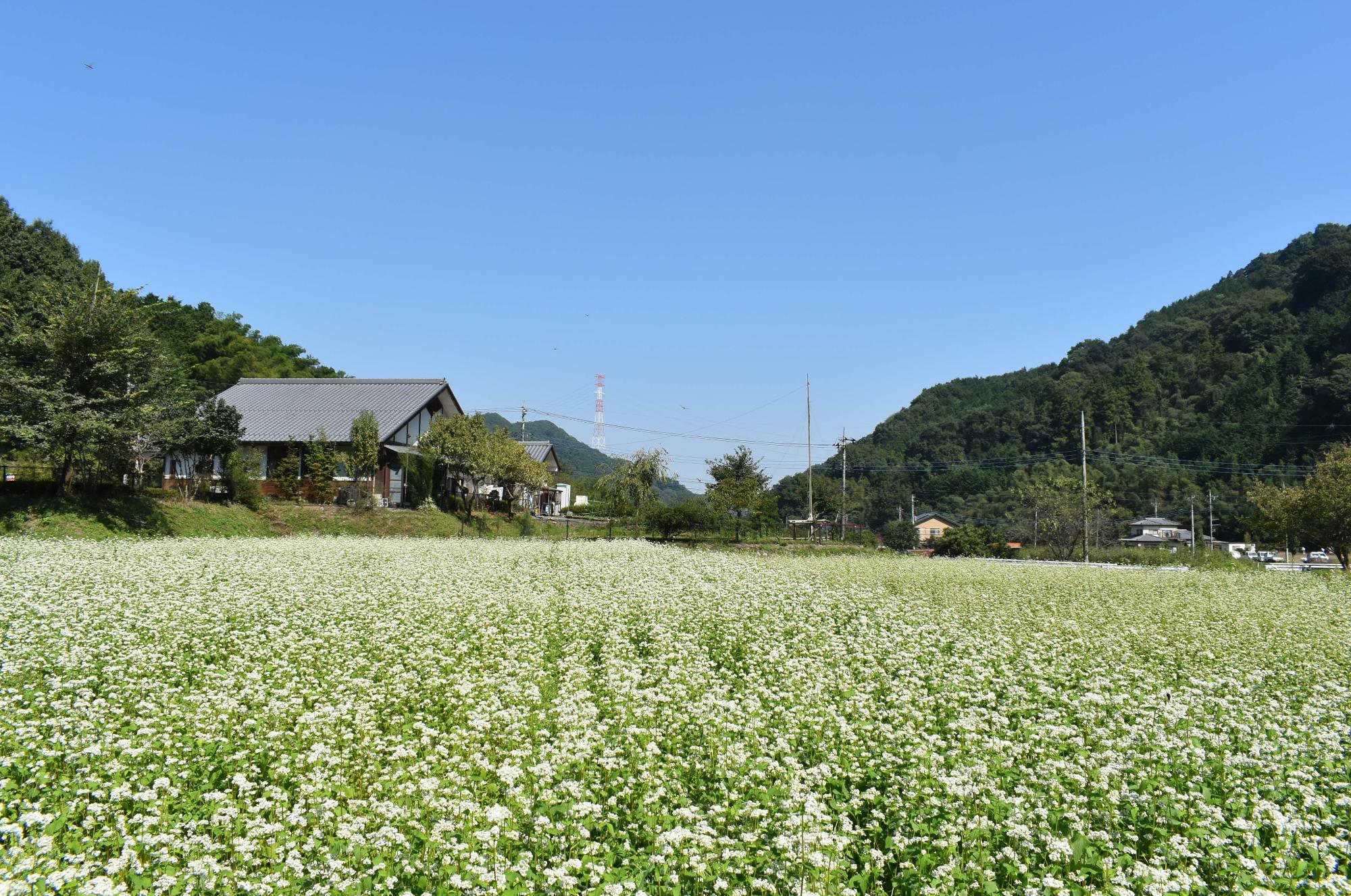 児玉の蕎麦畑の写真