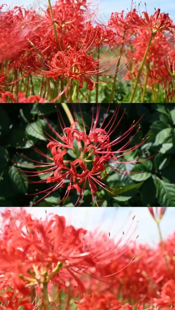 水押川の彼岸花6