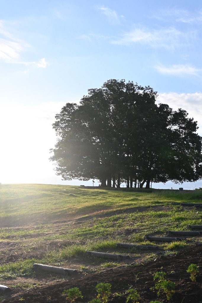 マリーゴールドの丘公園6