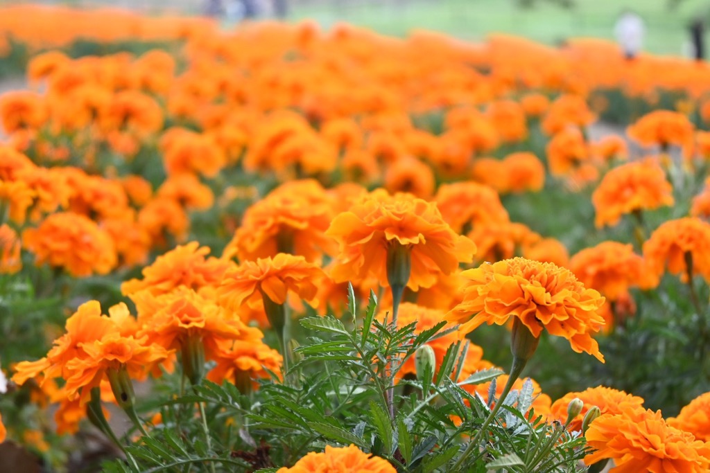 マリーゴールドの丘公園4