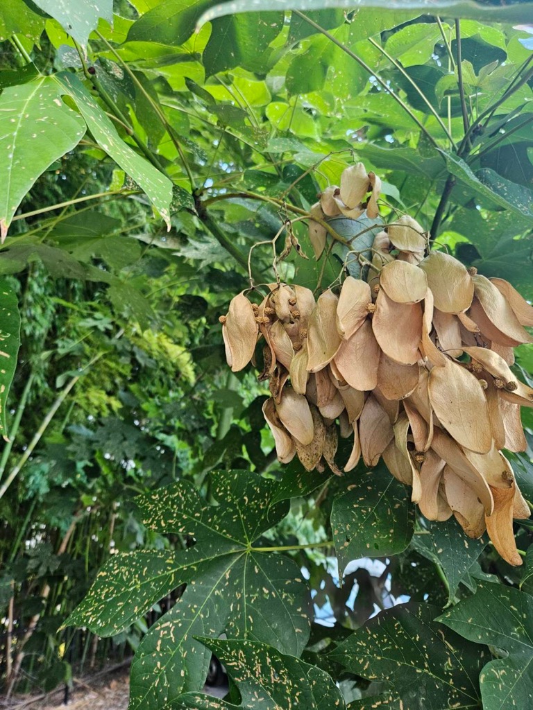 8月15日のアオギリ（種）の写真