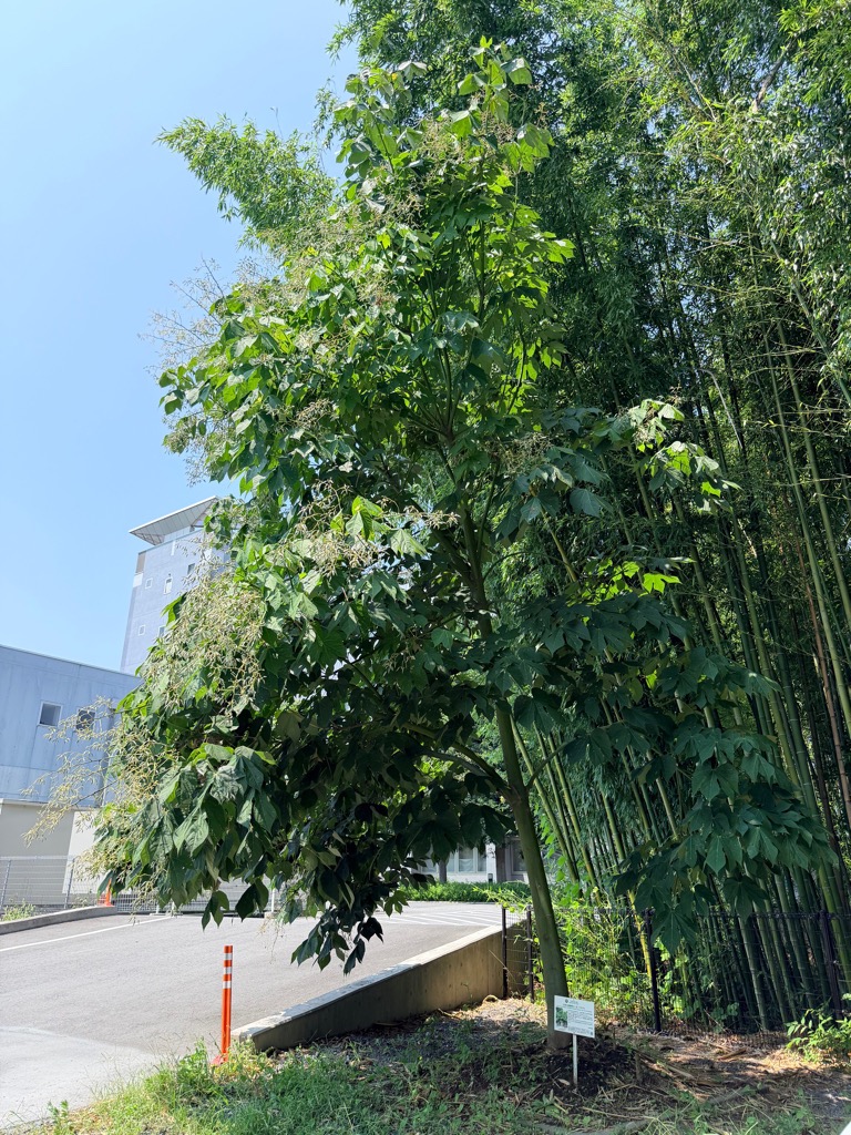 アオギリの木を見上げた写真
