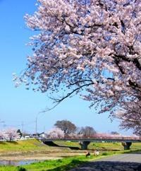 桜が満開に咲いた河川敷の写真