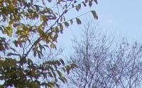 青空と緑の葉っぱをつけた木の写真