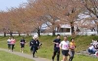 ハーフマラソンで波平さんの仮装をしたランナーなど多数の参加者が小山川沿いを走っている写真