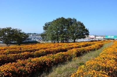沢山の黄色の花が咲いているマリーゴールドの丘公園の写真